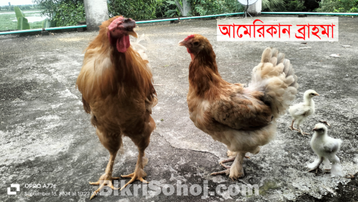 ব্রাহমা মুরগী